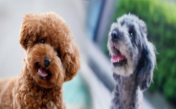 Understanding Poodle Temperament and Personality: A Guide for First-Time Dog Owners