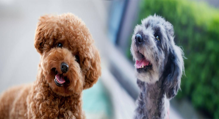 Understanding Poodle Temperament and Personality: A Guide for First-Time Dog Owners