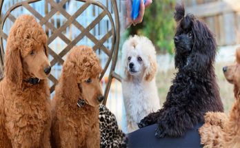 Understanding the Differences Between Toy, Miniature, and Standard Poodles