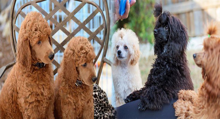 Understanding the Differences Between Toy, Miniature, and Standard Poodles