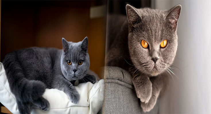 Unlocking the Enigma of British Shorthair: Understanding Their Temperament and Personality Traits