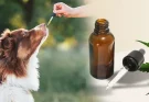 Is CBD Safe for Dogs? What Every Pet Owner Needs to Know