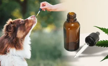 Is CBD Safe for Dogs? What Every Pet Owner Needs to Know