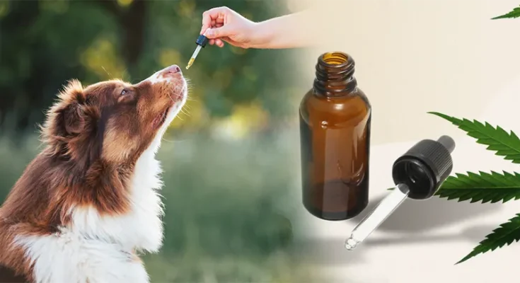 Is CBD Safe for Dogs? What Every Pet Owner Needs to Know