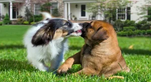 6 Benefits of Taking a Dog to a Doggy Daycare