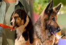 Affordable Healthy Dog Food Brands for Large Dogs