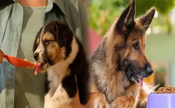 Affordable Healthy Dog Food Brands for Large Dogs