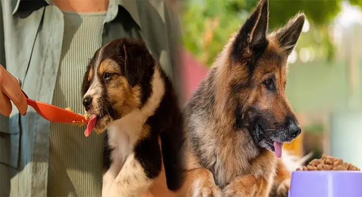 Affordable Healthy Dog Food Brands for Large Dogs