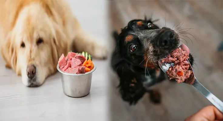 Benefits of Raw Dog Food for Dogs with Allergies