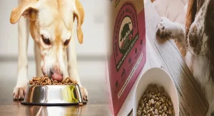 Best Grain-Free Dry Dog Food for Sensitive Stomachs: A Comprehensive Guide