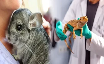 Common Health Problems and Preventative Care for Exotic Mammals