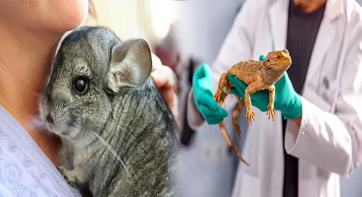 Common Health Problems and Preventative Care for Exotic Mammals