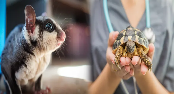 Comprehensive Exotic Pet Care Guide for Beginner Owners
