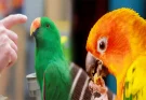 Handling and Taming Techniques for Exotic Birds