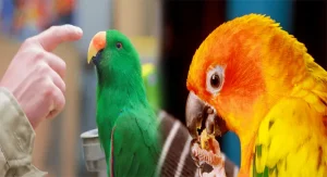 Handling and Taming Techniques for Exotic Birds