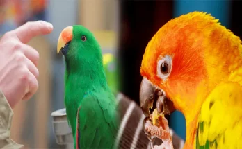 Handling and Taming Techniques for Exotic Birds