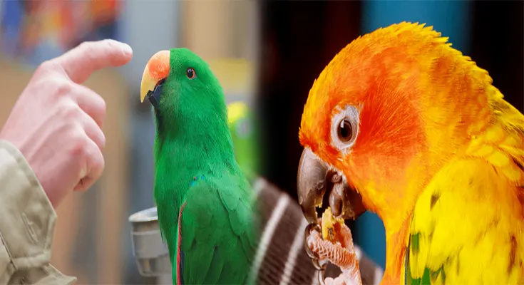 Handling and Taming Techniques for Exotic Birds