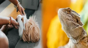 Maintaining a Daily Enclosure Cleaning Routine for Exotic Pets: Best Practices and Tips