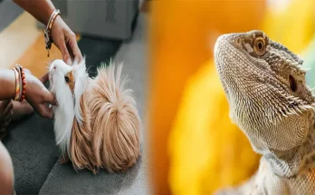 Maintaining a Daily Enclosure Cleaning Routine for Exotic Pets: Best Practices and Tips