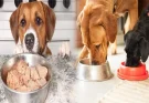 Top Rated Wet Dog Food for Small Breed Puppies