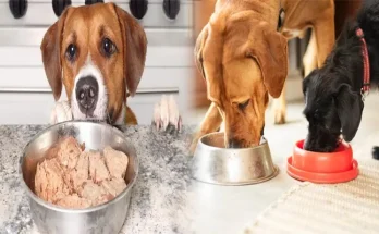 Top Rated Wet Dog Food for Small Breed Puppies