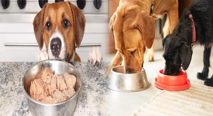 Top Rated Wet Dog Food for Small Breed Puppies