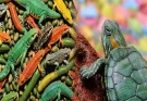 Understanding the Essential Nutritional Requirements for Exotic Reptiles and Amphibians