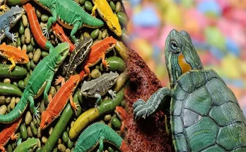Understanding the Essential Nutritional Requirements for Exotic Reptiles and Amphibians