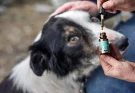 CBD for Animals: A Complete Guide to CBD Oil for Pets