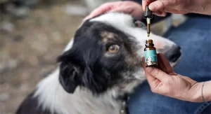 CBD for Animals: A Complete Guide to CBD Oil for Pets