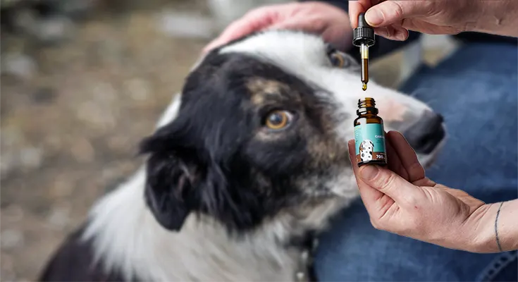 CBD for Animals: A Complete Guide to CBD Oil for Pets