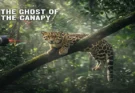 The Ghost of the Canopy: Spotting the Elusive Clouded Leopard in Southeast Asia